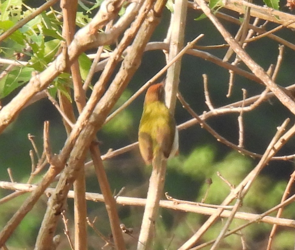 Common Tailorbird - Rama M V