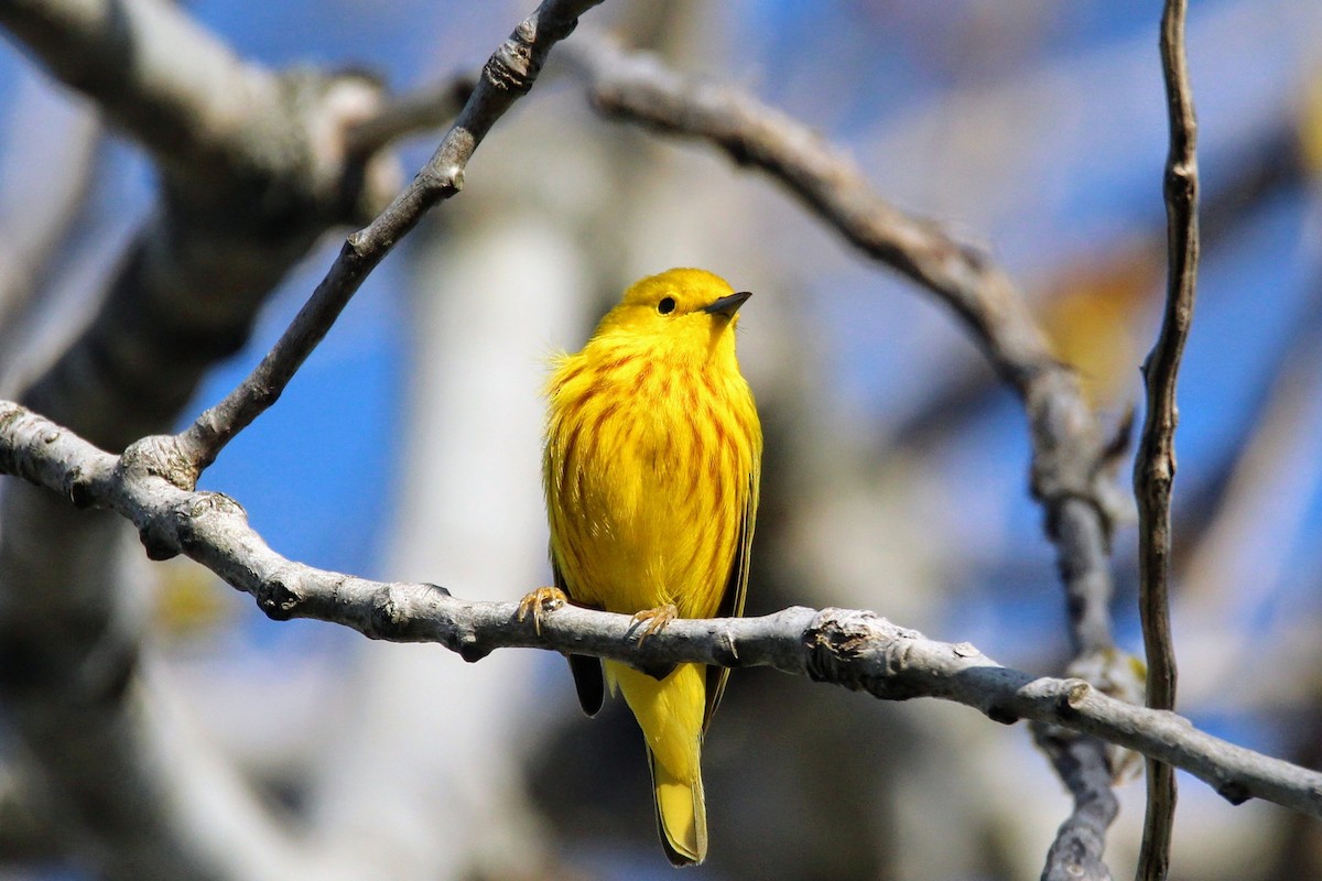 Yellow Warbler - David Cross