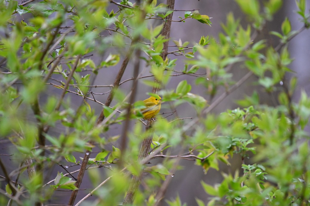 Yellow Warbler - ML618213886
