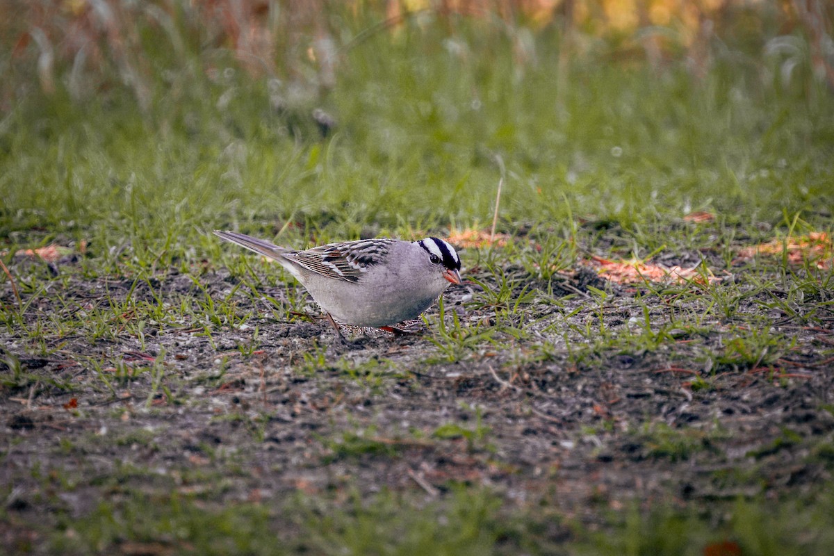 White-crowned Sparrow - ML618213897