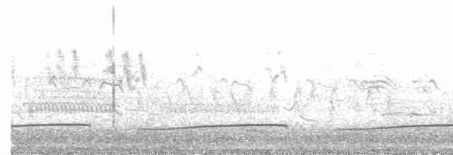 Pluvier siffleur - ML618213904