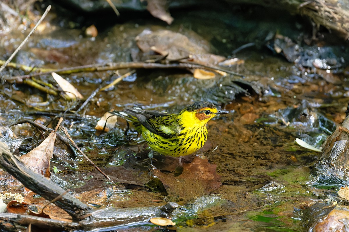 Cape May Warbler - ML618213907