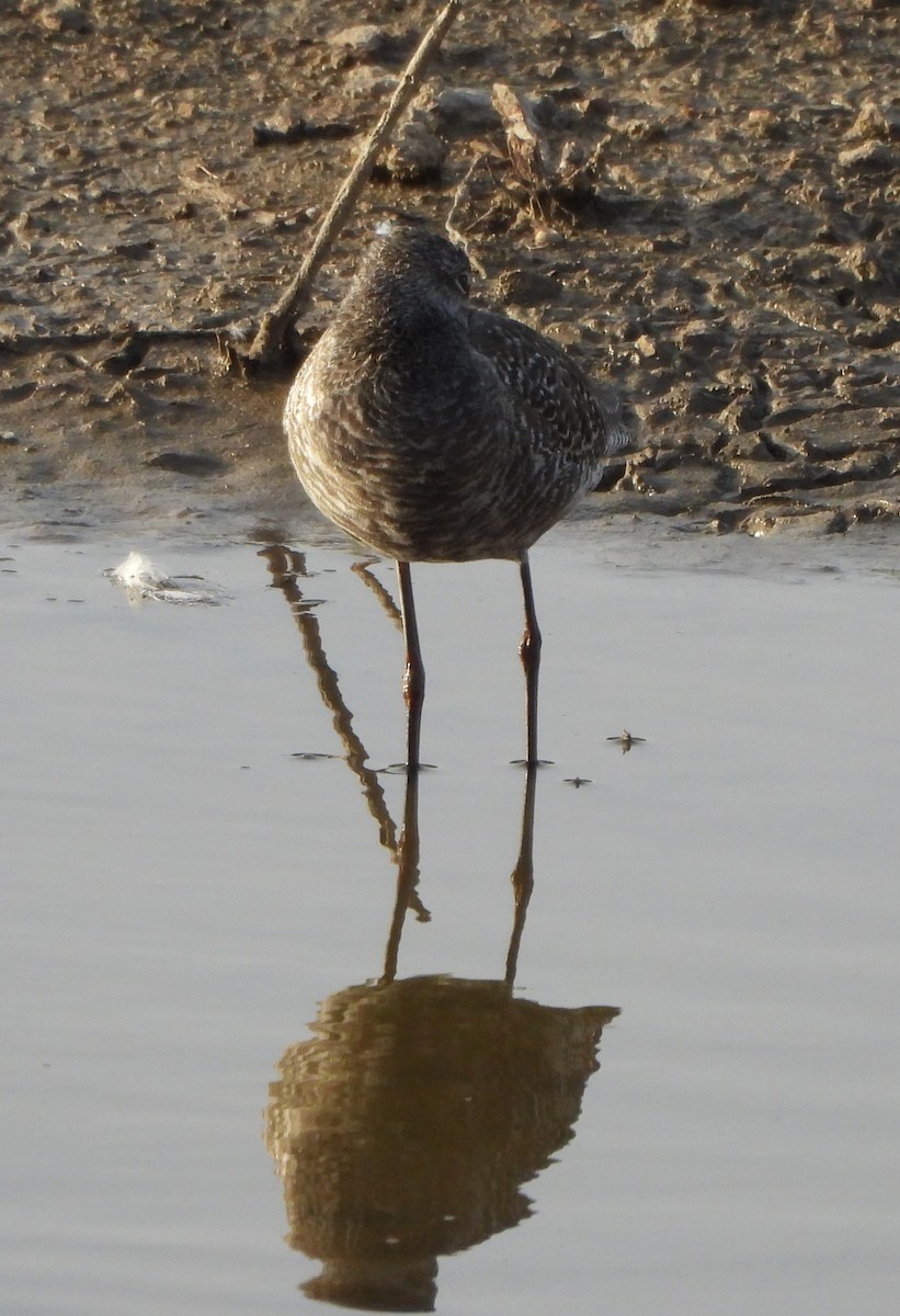 Spotted Redshank - ML618213923