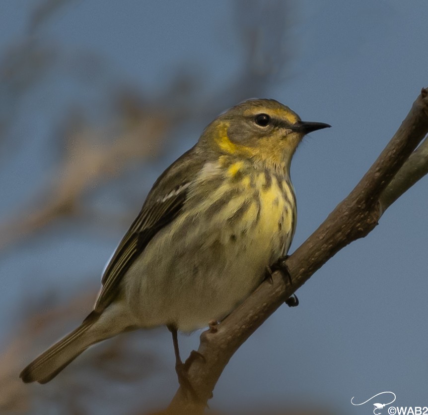Cape May Warbler - ML618213954