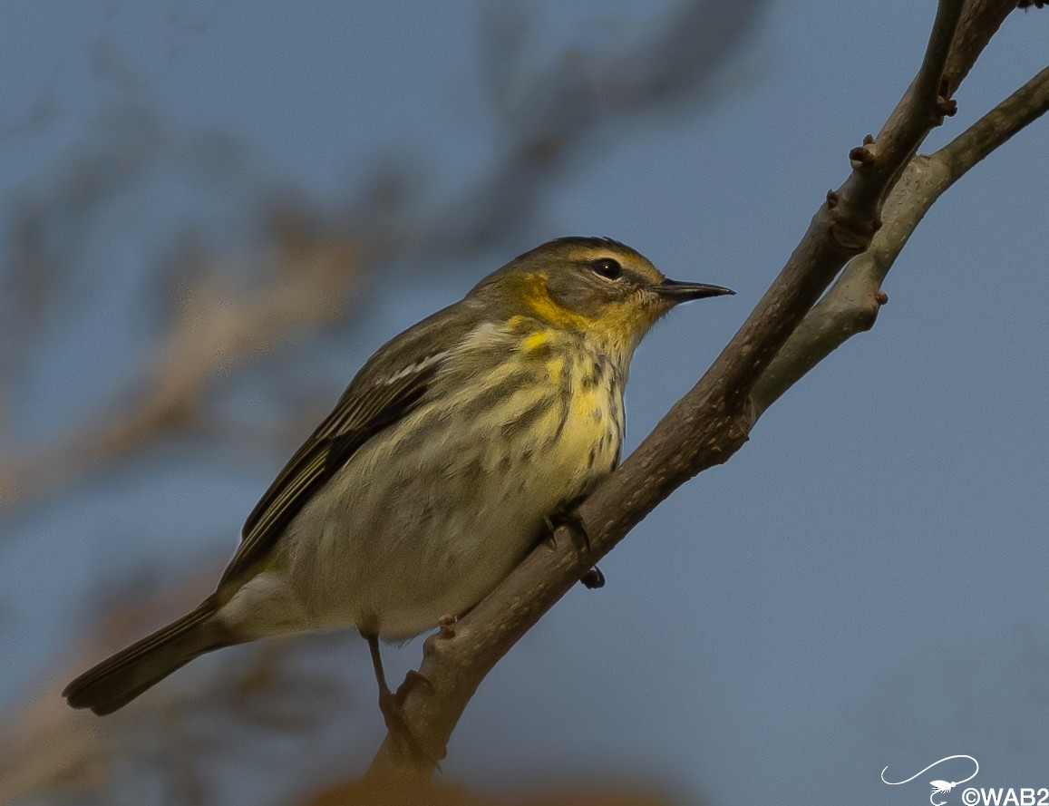 Cape May Warbler - ML618213956