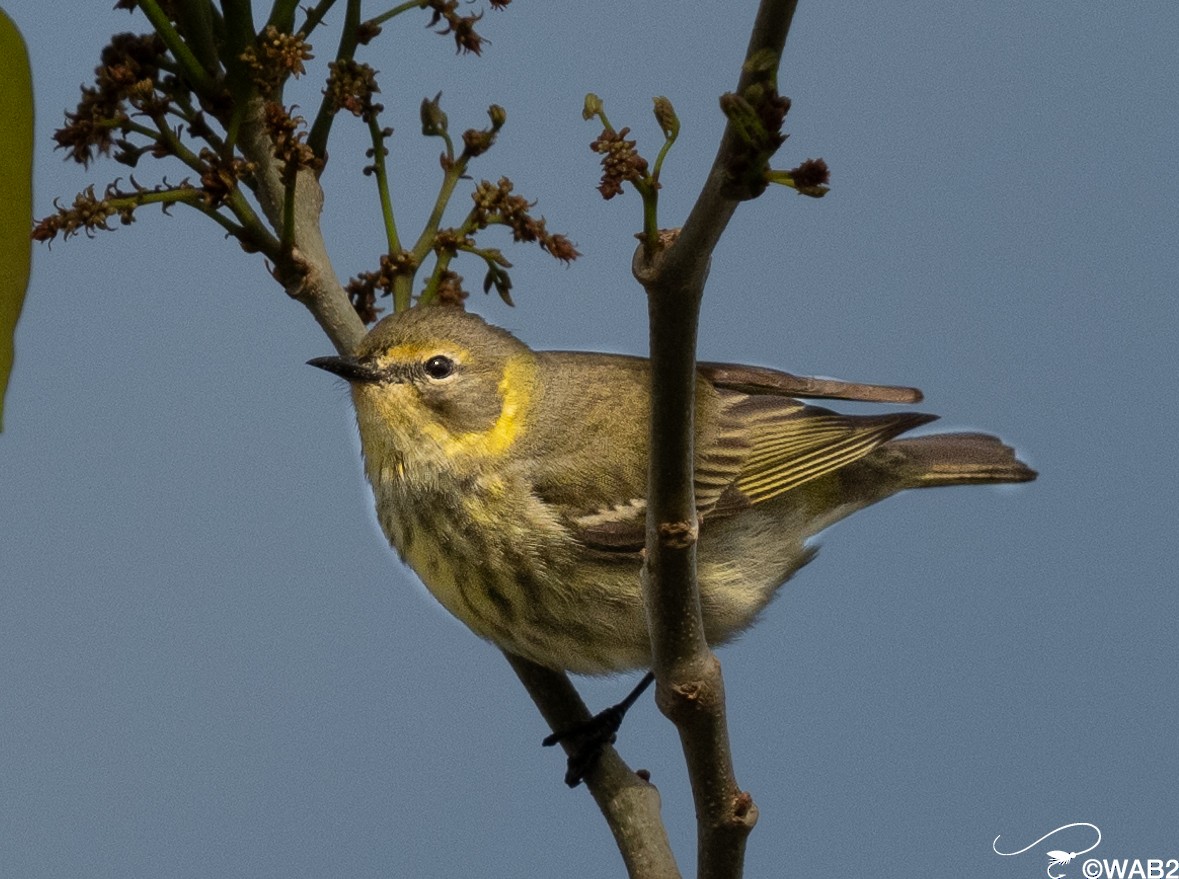 Cape May Warbler - ML618213957