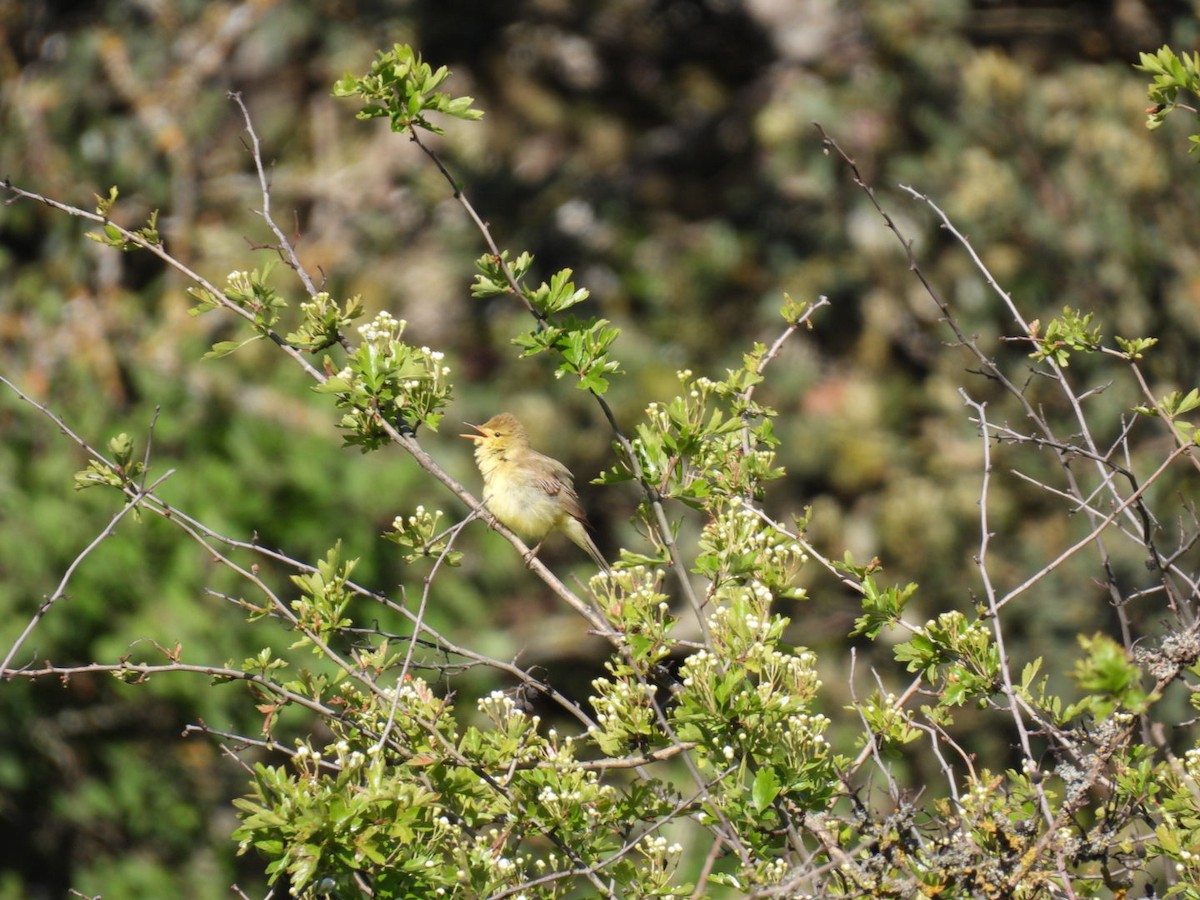 Melodious Warbler - ML618213968