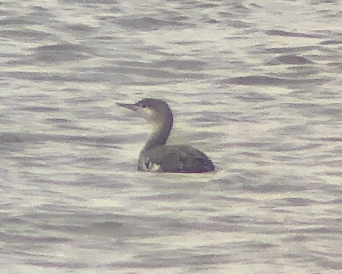 Red-throated Loon - KZ F