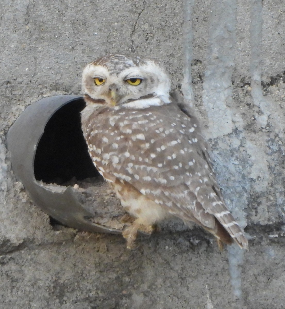 Spotted Owlet - ML618213999