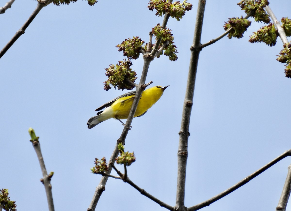 Blue-winged Warbler - Barb Stone