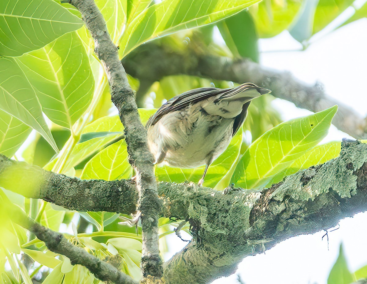 Bay-breasted/Blackpoll Warbler - Mary-Rose Hoang