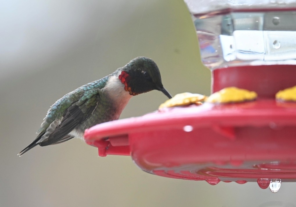 Ruby-throated Hummingbird - Jodi Kotyluk