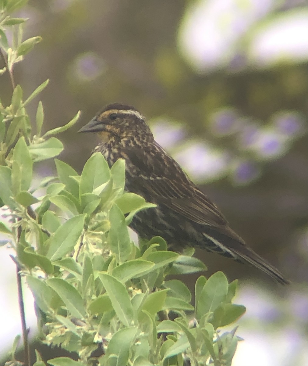 Red-winged Blackbird (Red-winged) - ML618214094