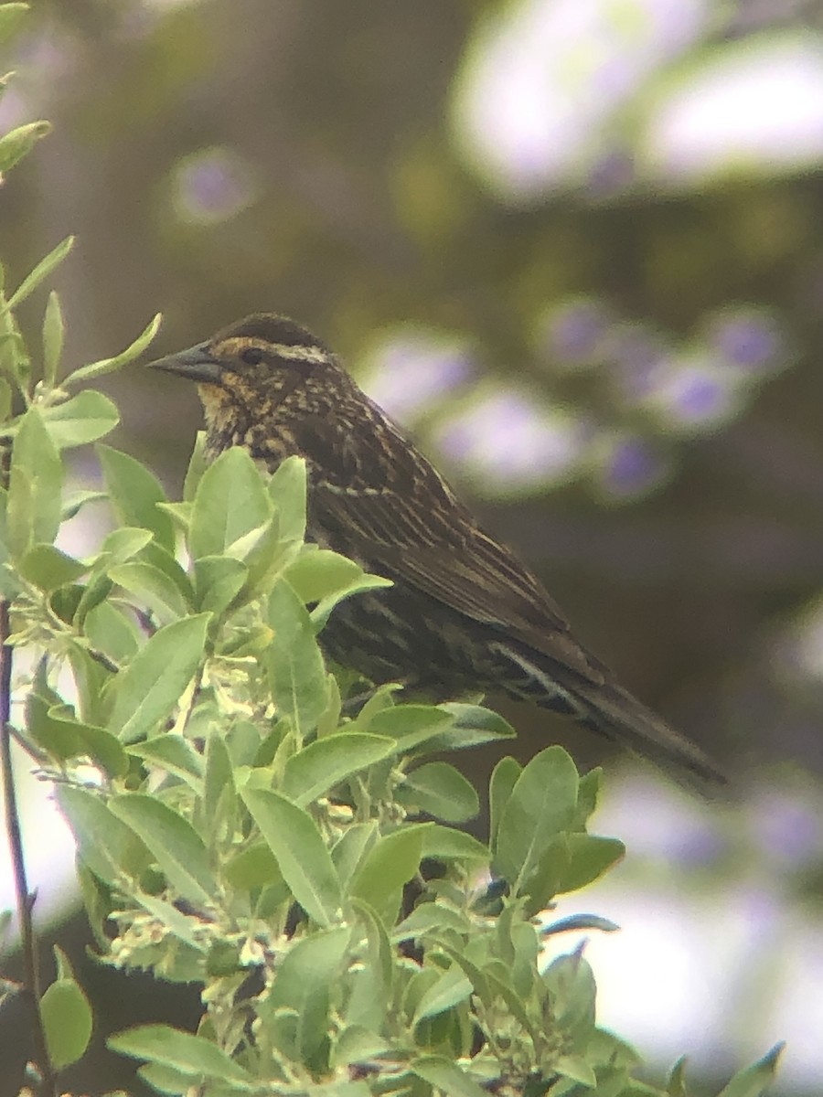Red-winged Blackbird (Red-winged) - ML618214095