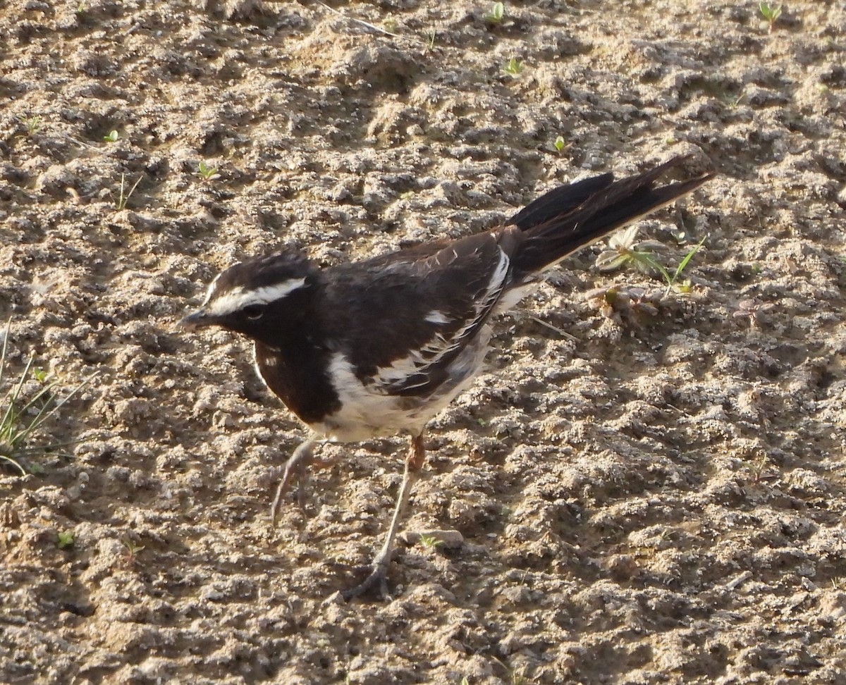 White-browed Wagtail - ML618214098