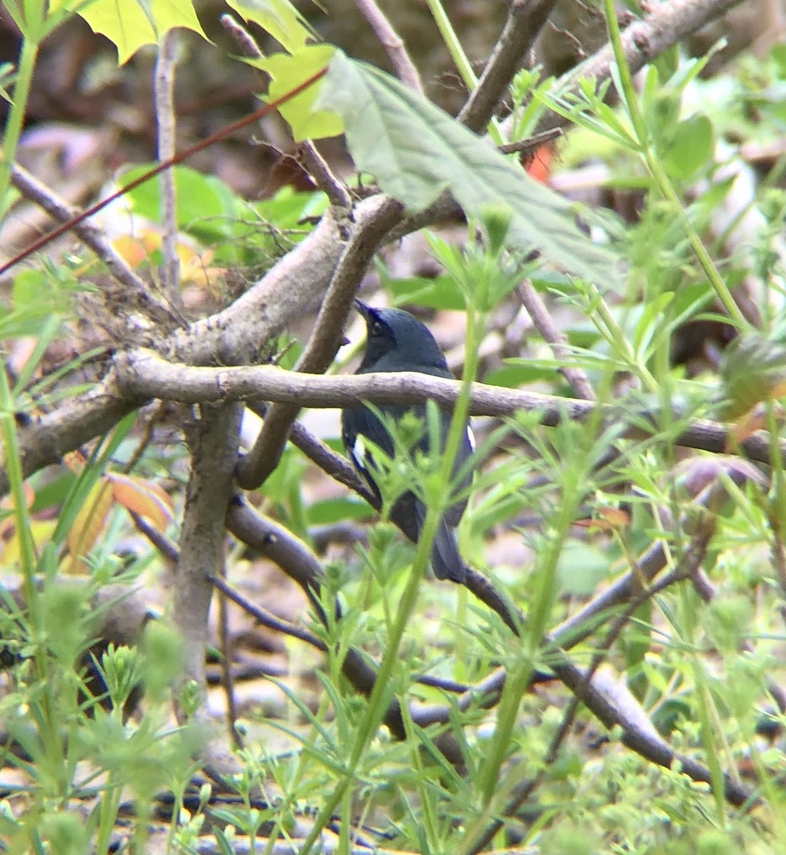 Black-throated Blue Warbler - KZ F