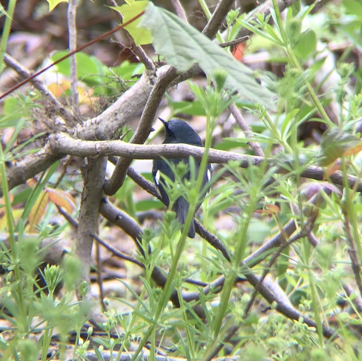 Black-throated Blue Warbler - ML618214151
