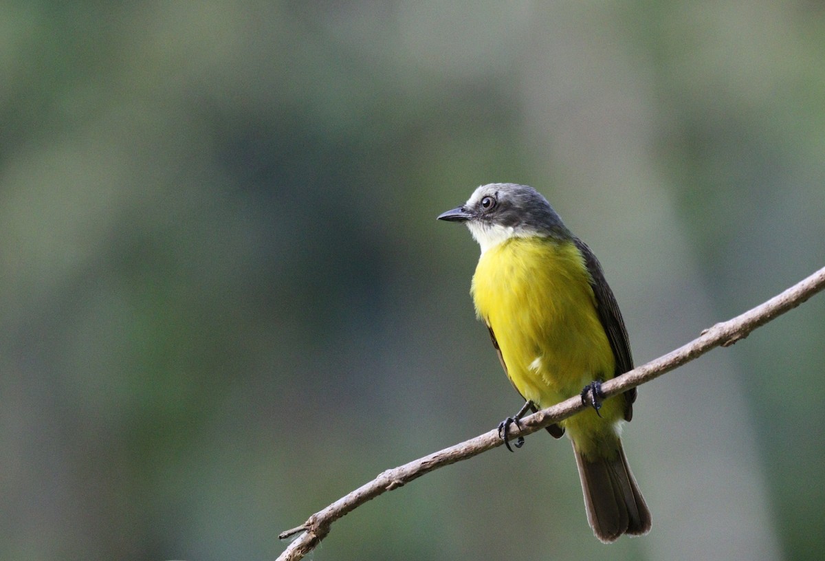 Gray-capped Flycatcher - Richard Greenhalgh
