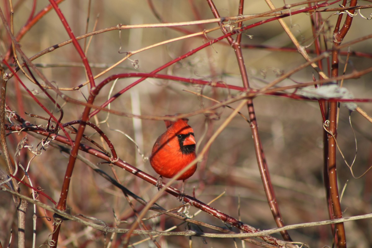 Northern Cardinal - Cory Ruchlin