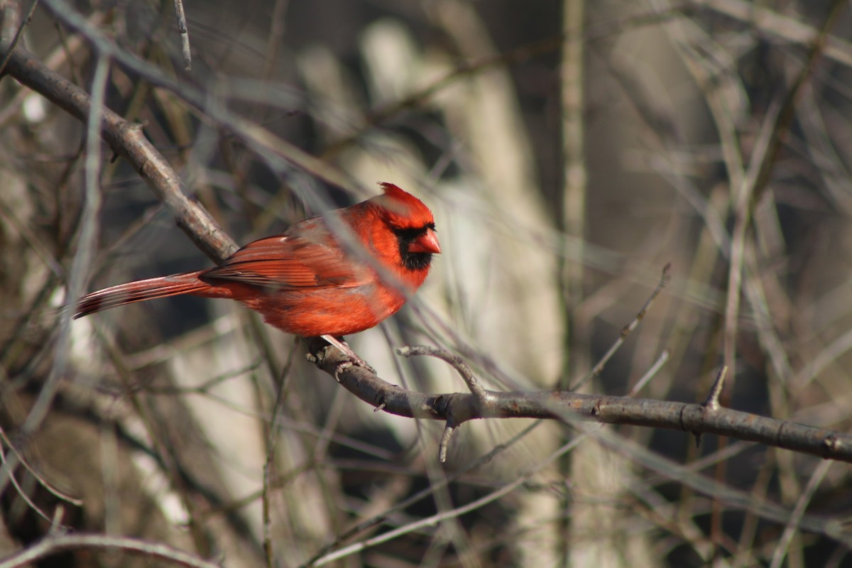 Northern Cardinal - Cory Ruchlin