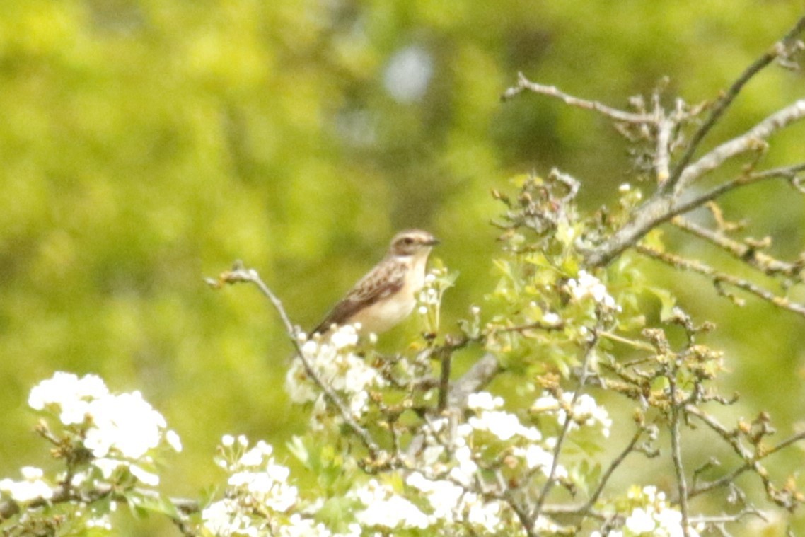 Whinchat - ML618214351