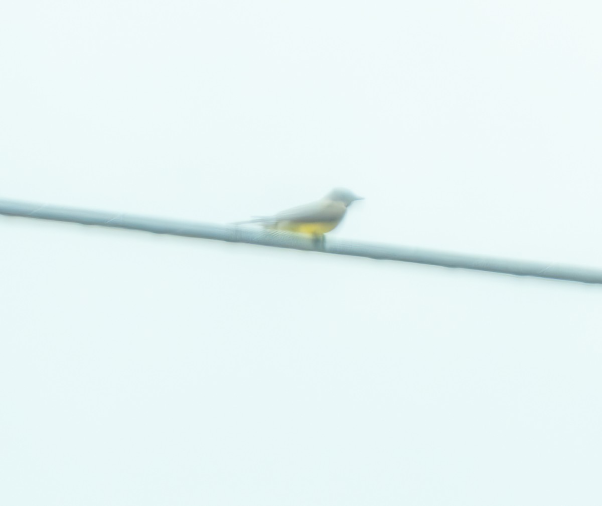 yellow-bellied kingbird sp. - Mary-Rose Hoang