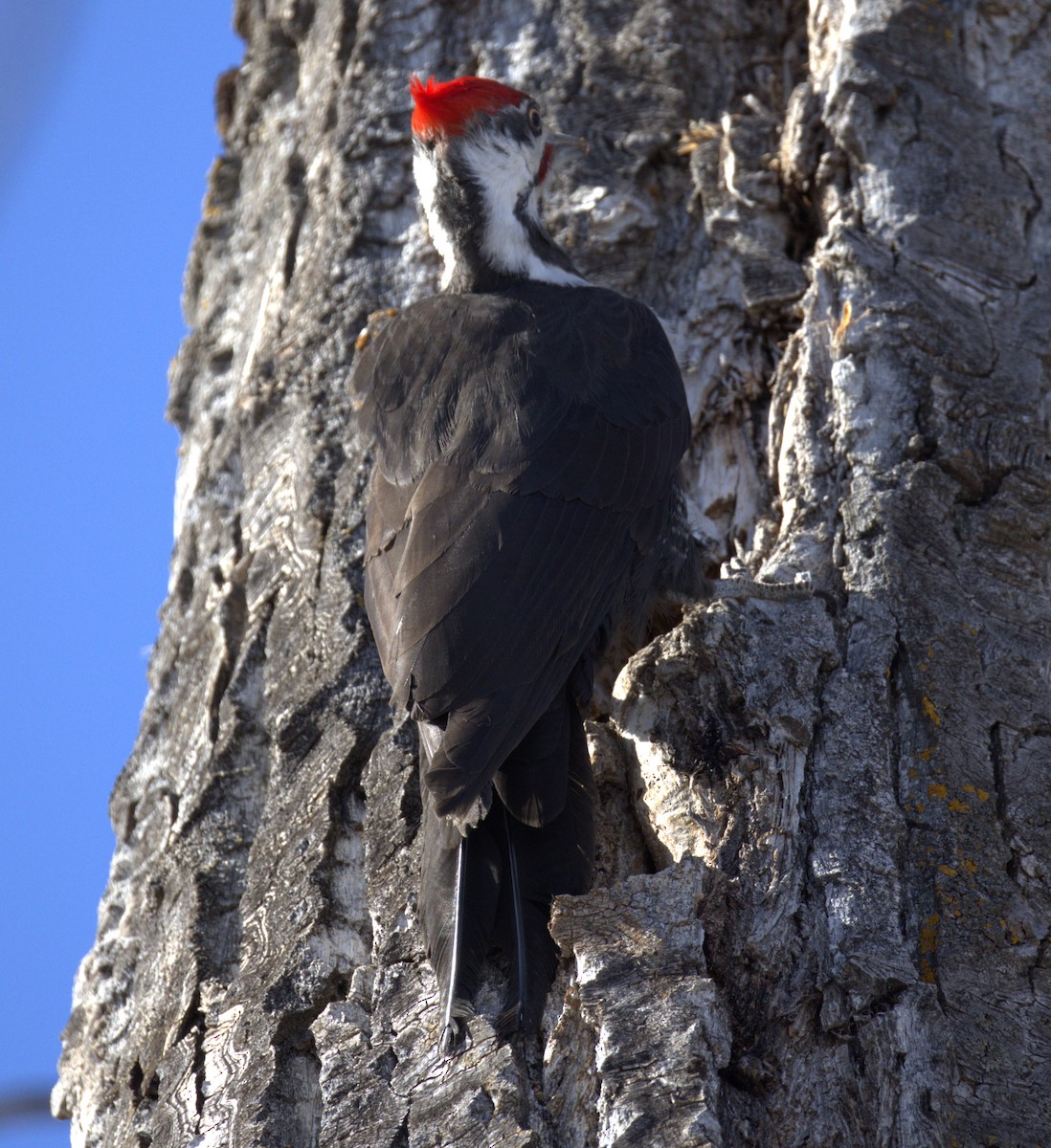 Pileated Woodpecker - ML618214417