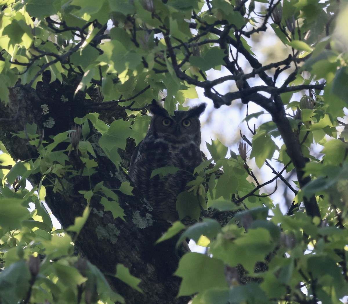 Great Horned Owl - ML618214420