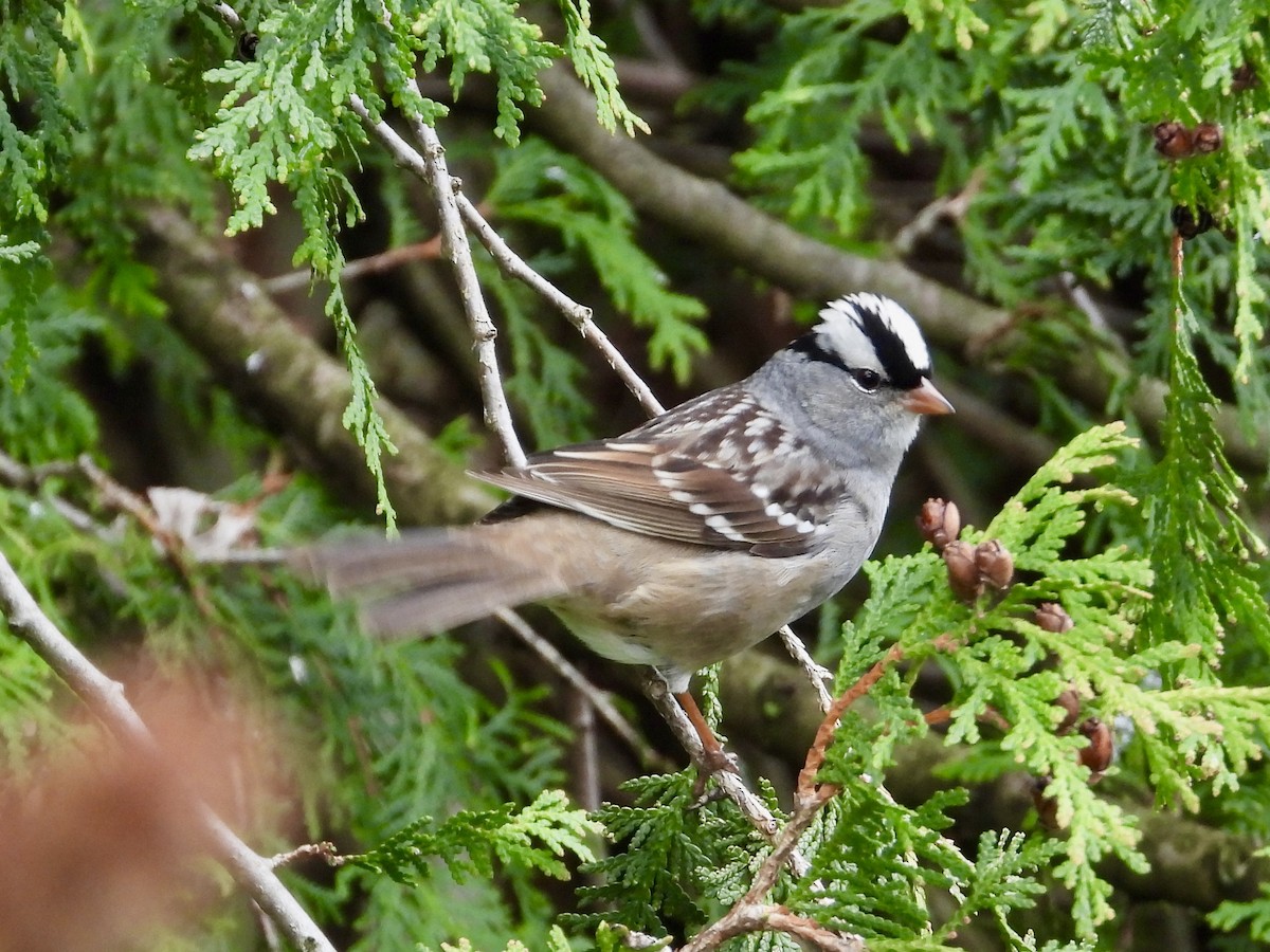 White-crowned Sparrow - ML618214428