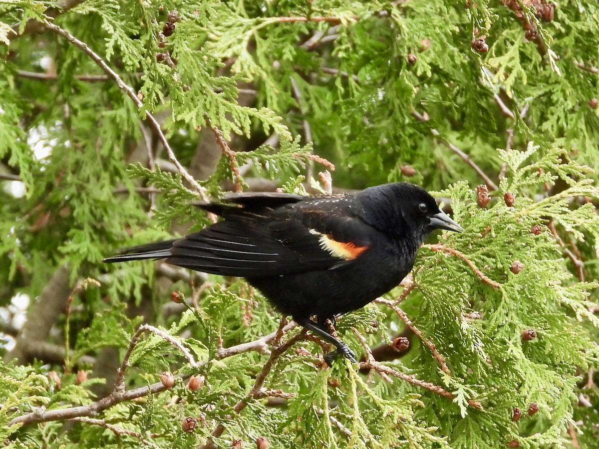 Red-winged Blackbird - ML618214436