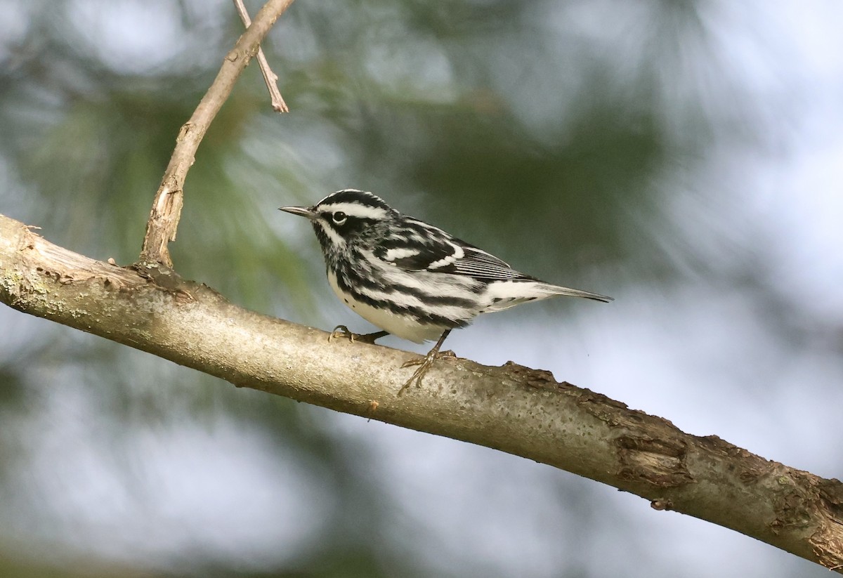 Black-and-white Warbler - Paul Clarke