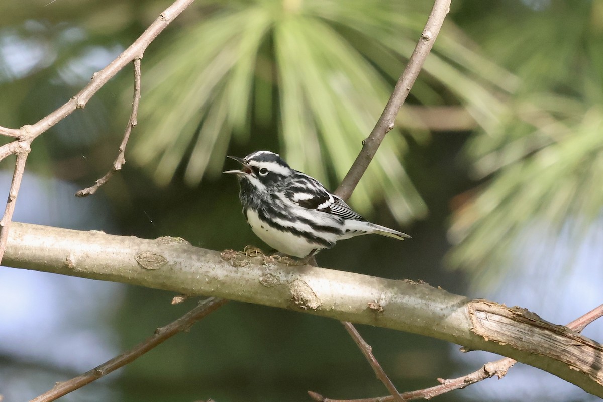 Black-and-white Warbler - ML618214457