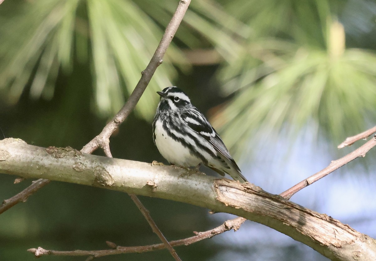 Black-and-white Warbler - ML618214458