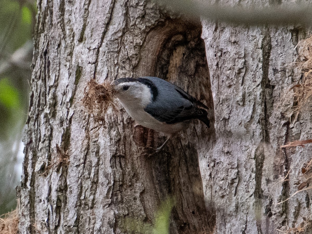 White-breasted Nuthatch - ML618214512