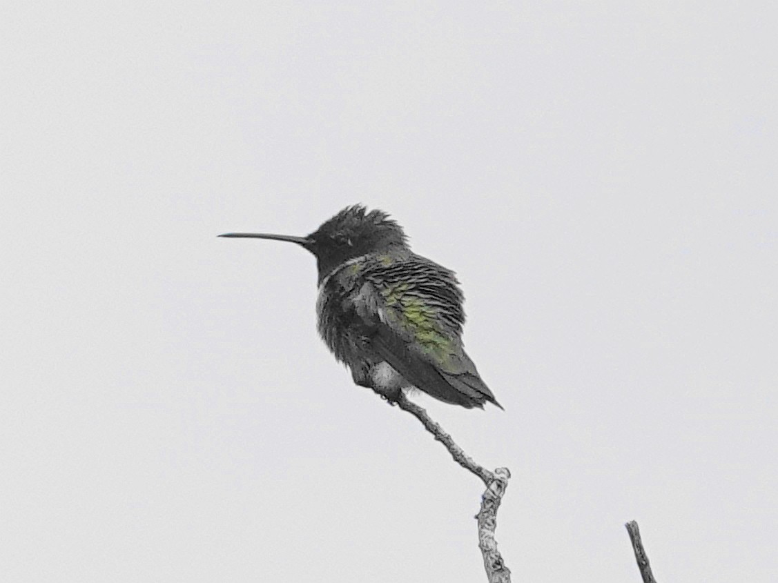 Black-chinned Hummingbird - Peter Herstein