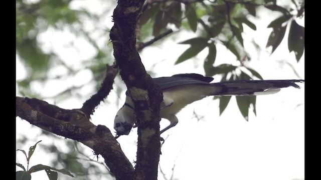 White-throated Magpie-Jay - ML618214593