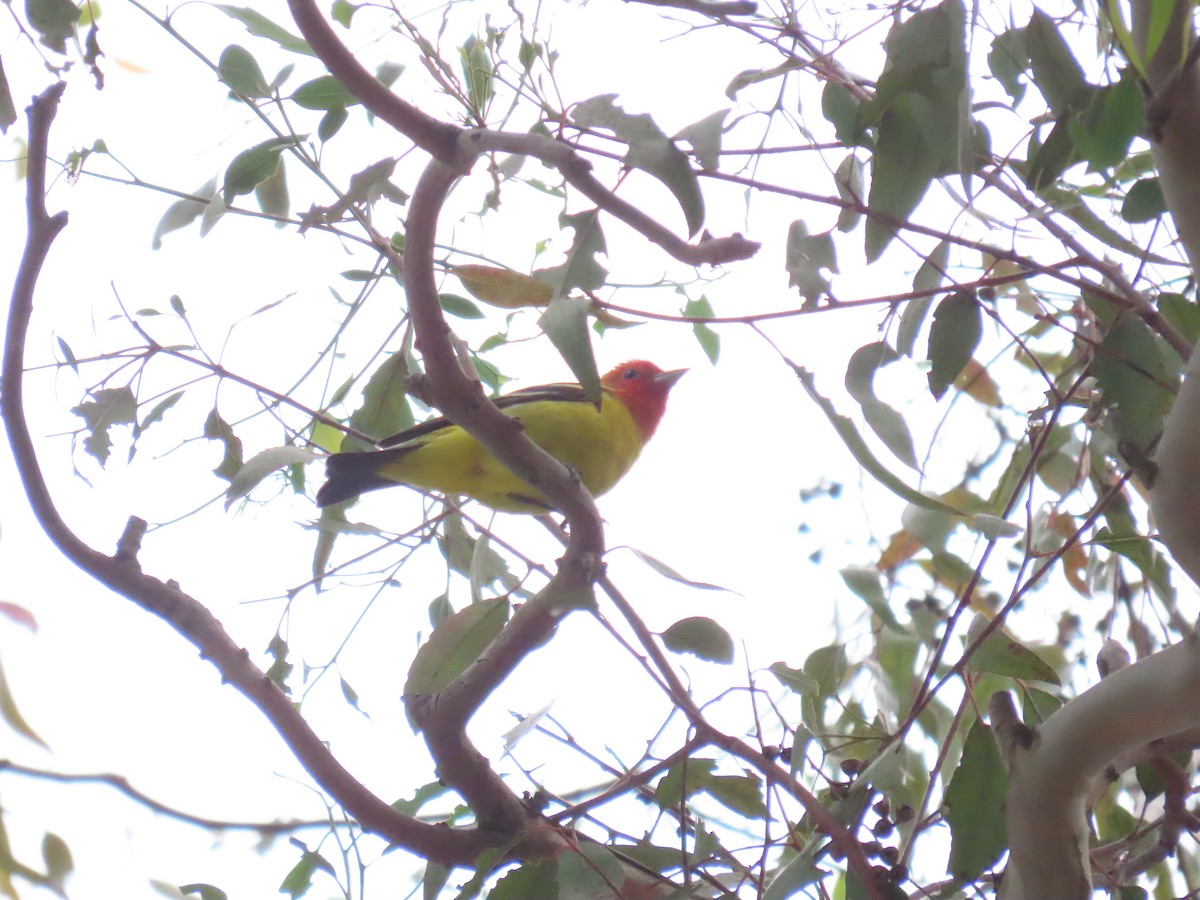 Western Tanager - ML618214602