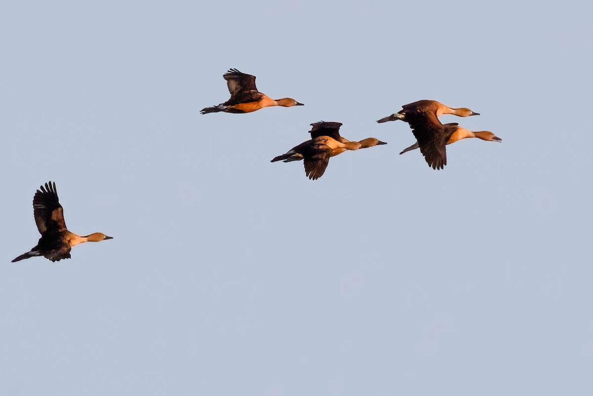 Fulvous Whistling-Duck - ML618214622