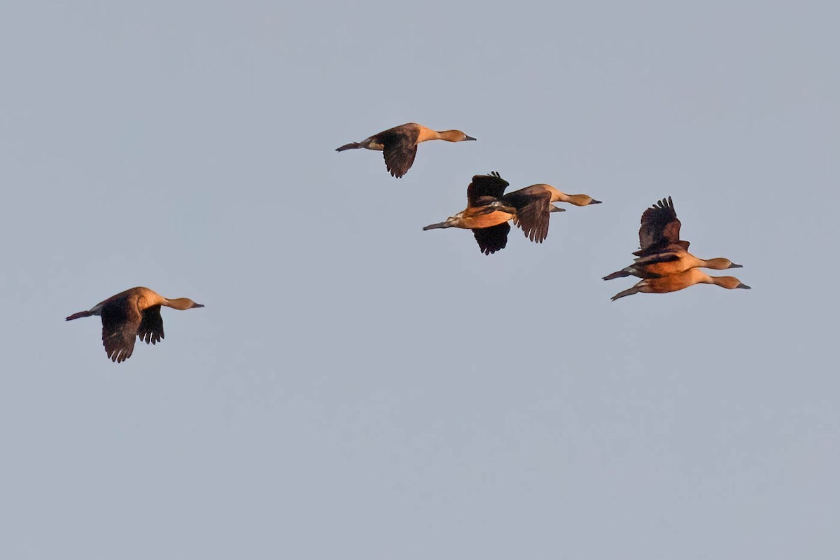 Fulvous Whistling-Duck - ML618214623