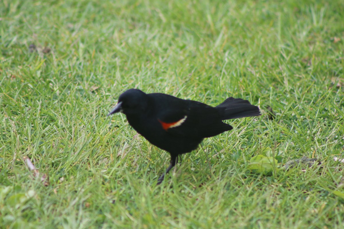 Red-winged Blackbird - ML618214629
