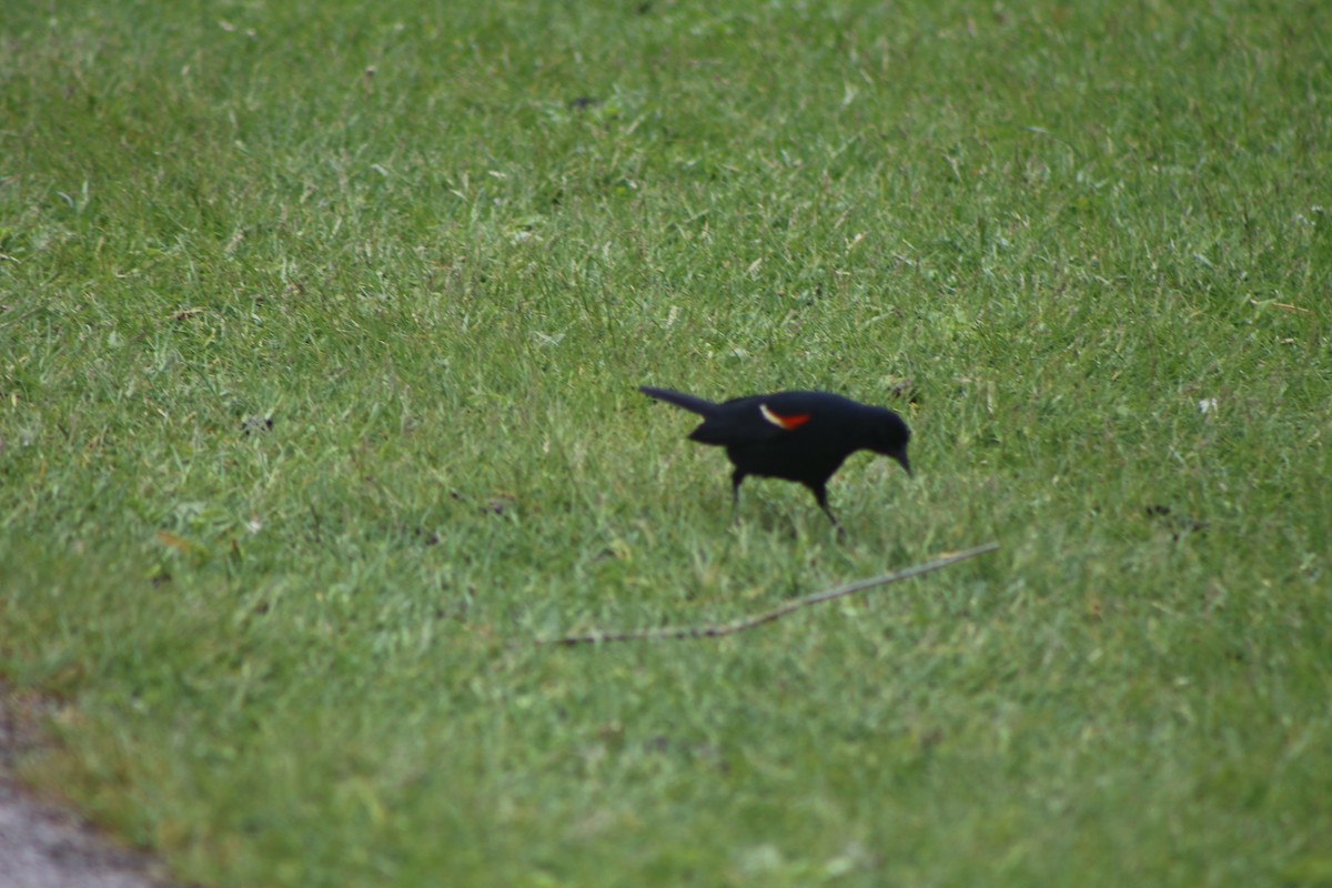 Red-winged Blackbird - ML618214630