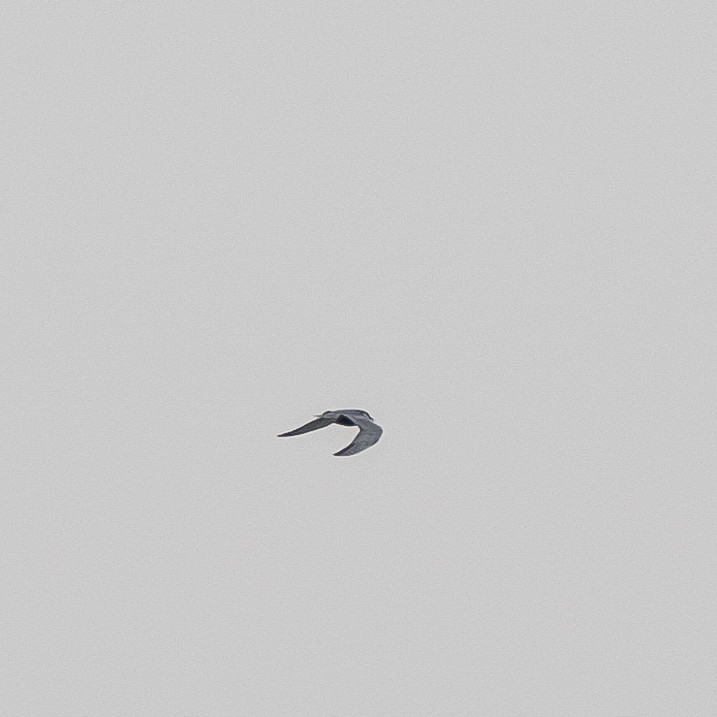 Weißbart-Seeschwalbe - ML618214638
