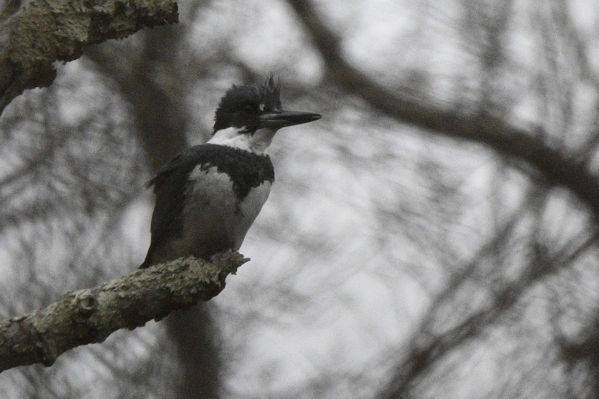 Belted Kingfisher - Brian Bailey