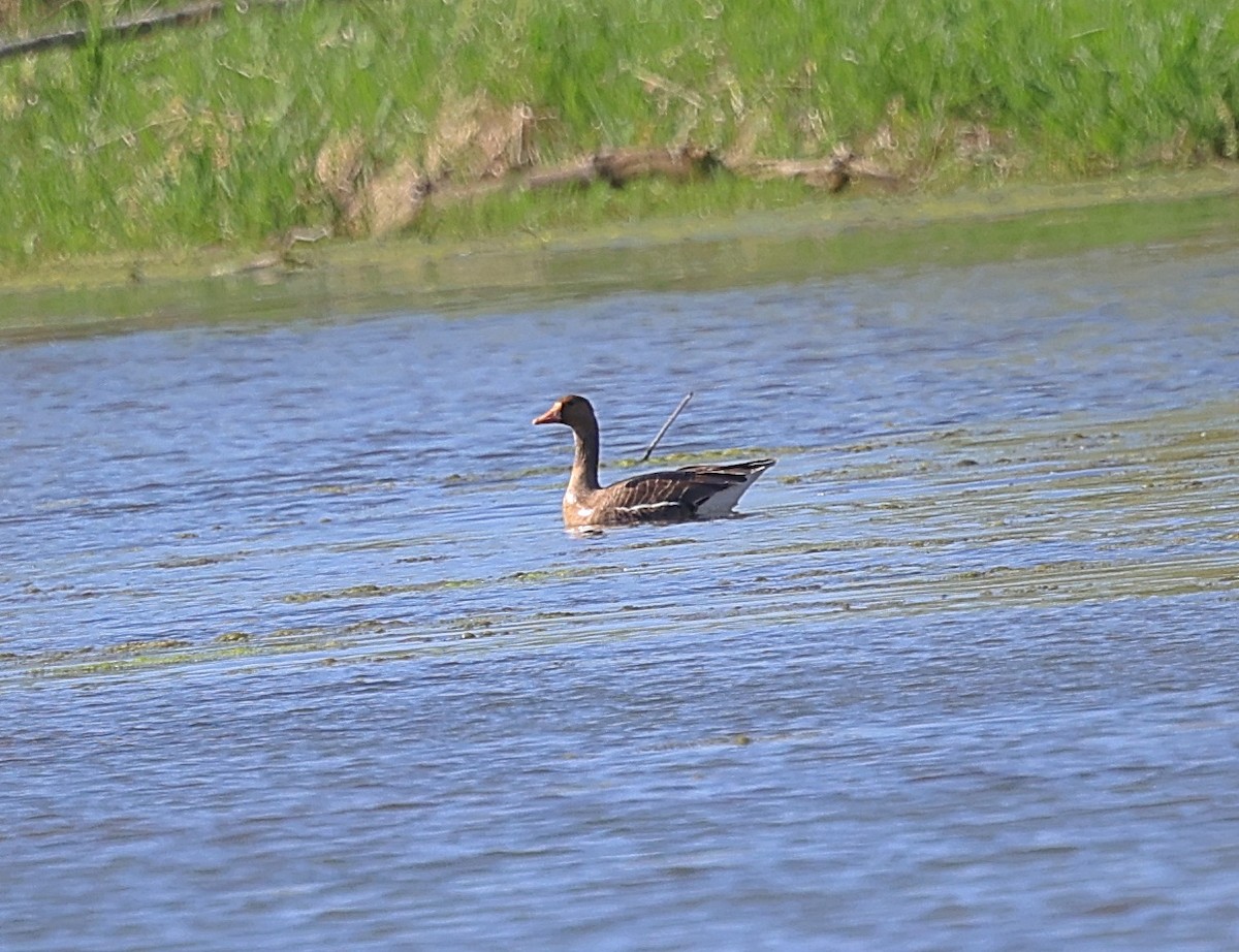 Greater White-fronted Goose - ML618214667
