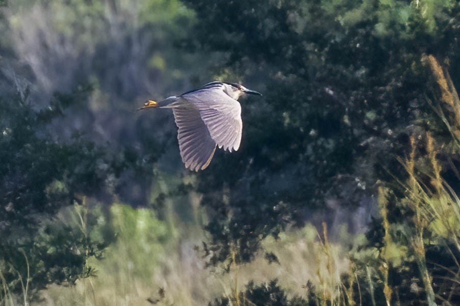 Black-crowned Night Heron - Donald Schneider