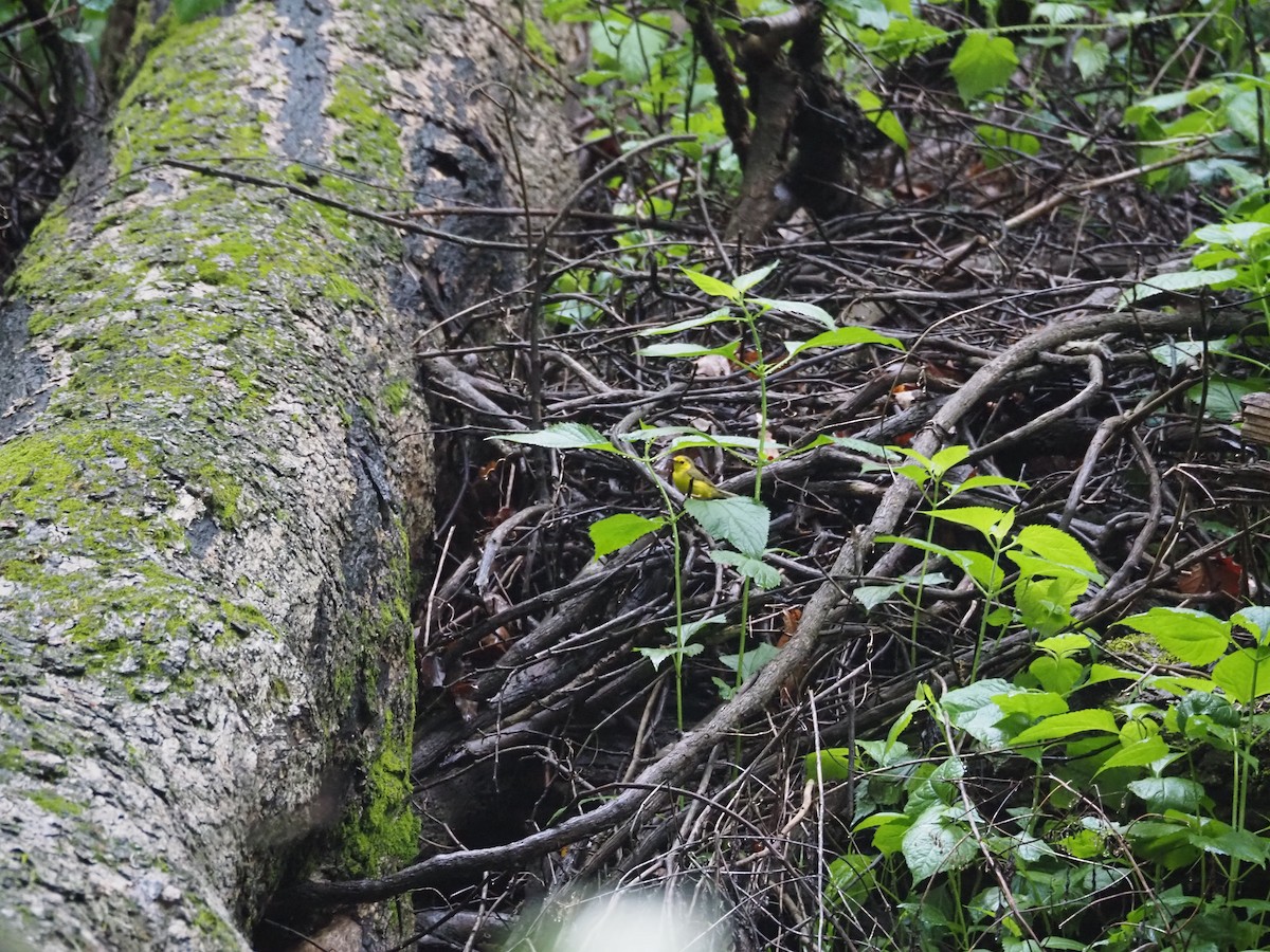 Hooded Warbler - david parsley