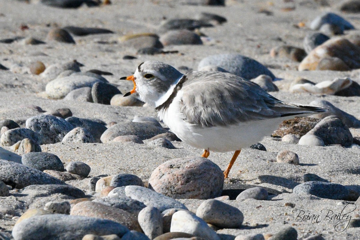 Piping Plover - ML618214733