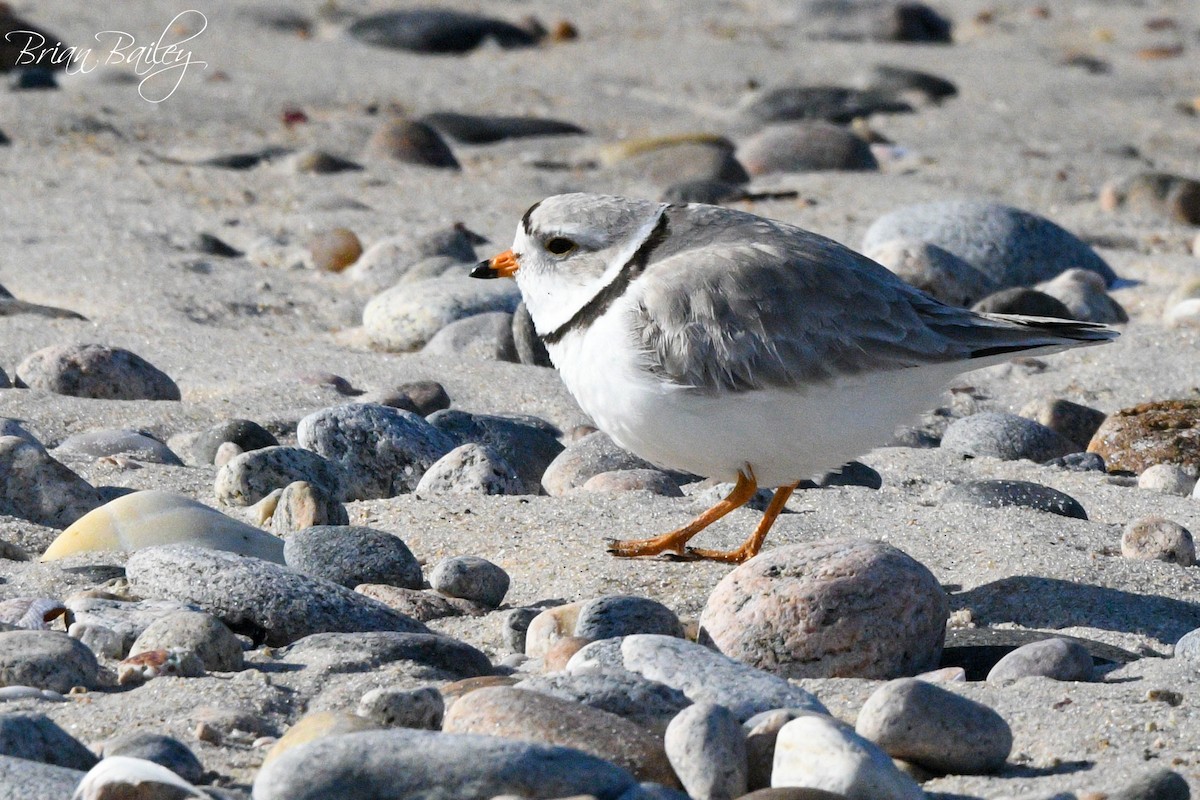 Piping Plover - ML618214734