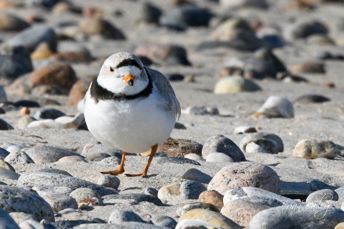 Piping Plover - ML618214735