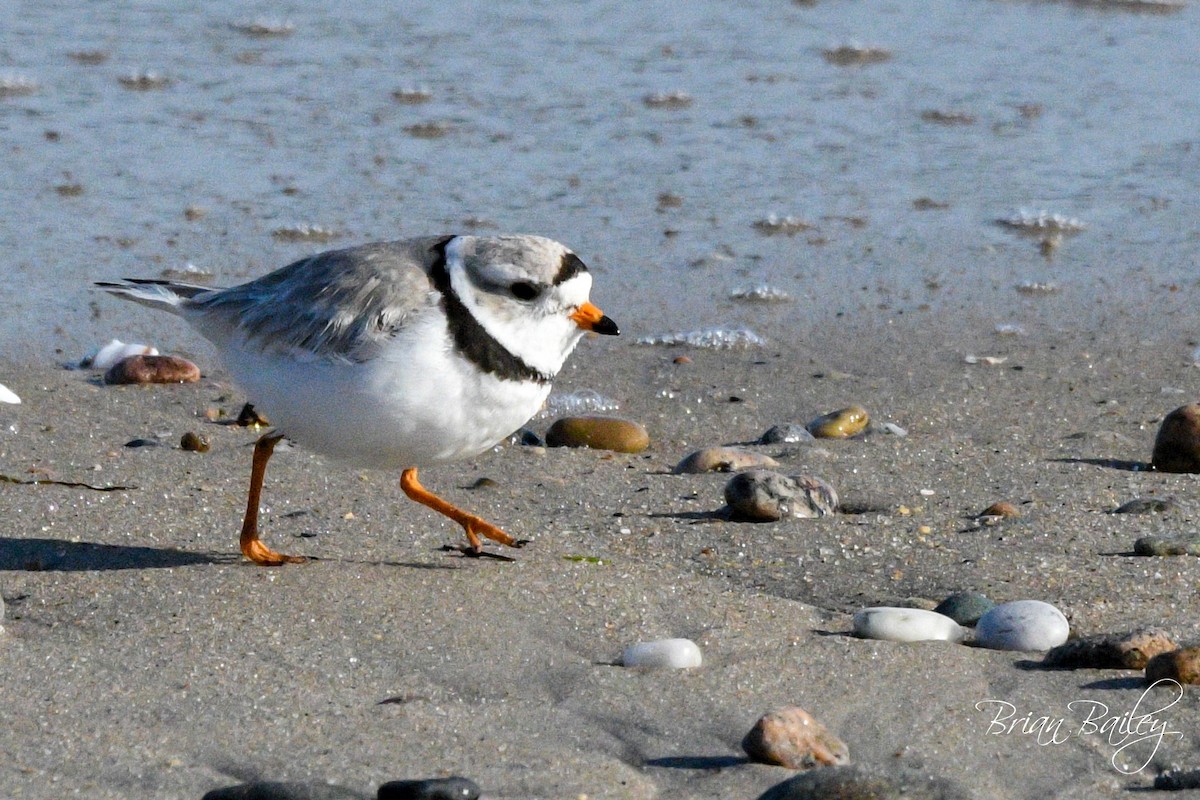 Piping Plover - ML618214736